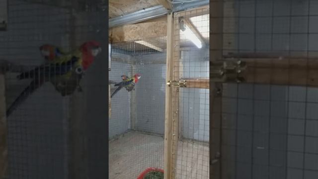 Пестрая розелла. смотреть онлайн