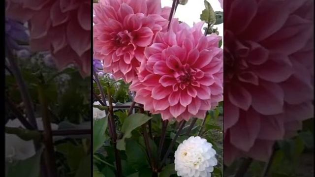 С Днем рождения!!!христианское поздравление смотреть онлайн