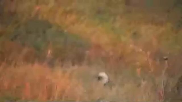 Прогулки и охота с собаками / Как правильно охотиться смотреть онлайн