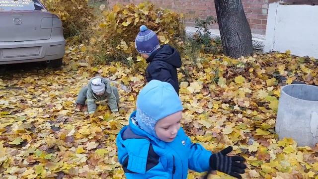 Золотая осень Много желтых листьев Желтый клен Golden autumn Yellow maple смотреть онлайн