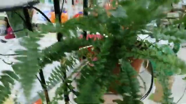 А Вы были в этом завораживающем магазине Мир цветов! Приглашаю! смотреть онлайн