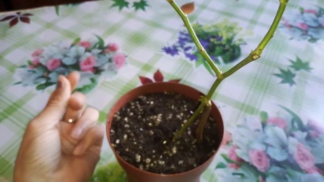 Комнатная роза после пересадки через две недели ??? смотреть онлайн