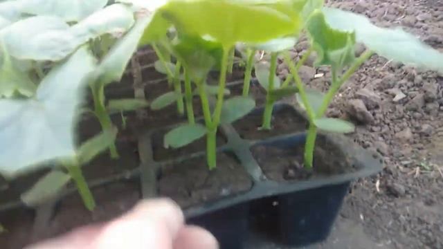 Высадка огурца "Арктика" в теплицу и в открытый грунт. смотреть онлайн