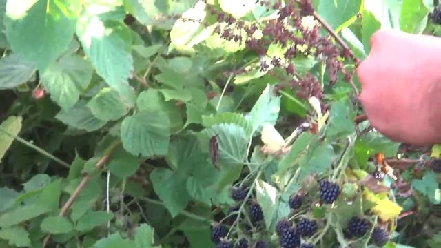 Ежевика сорт Агавам / Сорта ежевики смотреть онлайн