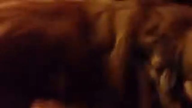 Playing with Dookie смотреть онлайн