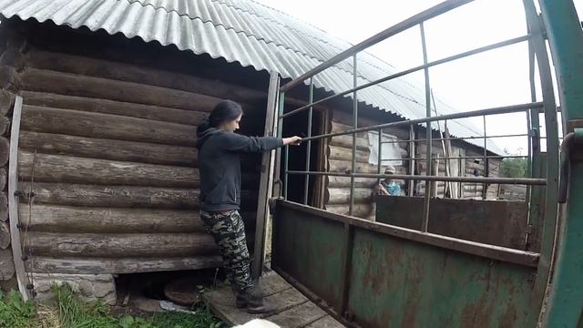 Бык Лимузинской породы отправляется...??? смотреть онлайн