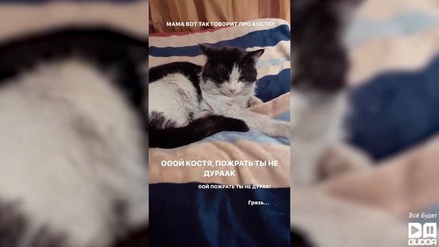 Tyomcha и коты