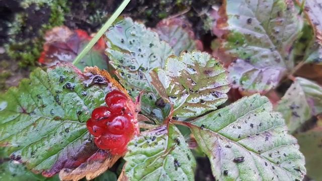 ЛАНДШАФТНЫЙ ДИЗАЙН САДА.ОПИСАНИЕ ЯГОДЫ КНЯЖЕНИКИ ОСЕНЬЮ. смотреть онлайн