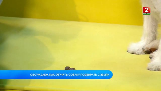 Как отучить собаку подбирать с земли? Ульяна Зинченко - кинолог смотреть онлайн