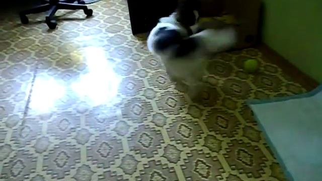 Эйнджел Блонд, папильон. смотреть онлайн