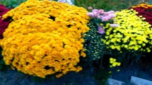 ХРИЗАНТЕМЫ В САДУ . МУЛЬТИФЛОРА И КОРЕЙСКИЕ ХРИЗАНТЕМЫ КОРОЛЕВЫ ОСЕННЕГО САДА