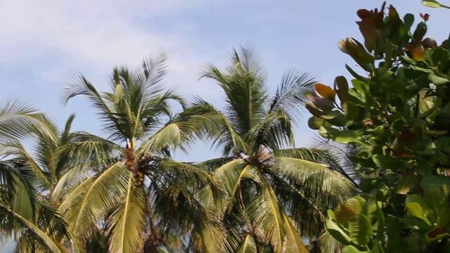 Вскрытие кокоса. Южный Гоа, Индия. смотреть онлайн