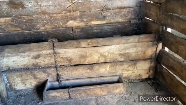 Телки как взрослые идут из стада! Перестройка никогда не закончатся! смотреть онлайн