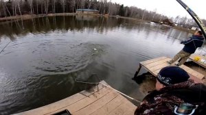 Ловим форель на спиннинг и пасту на платнике подмосковья. Форелевая рыбалка в ДИКИЙ КАРП 2019.