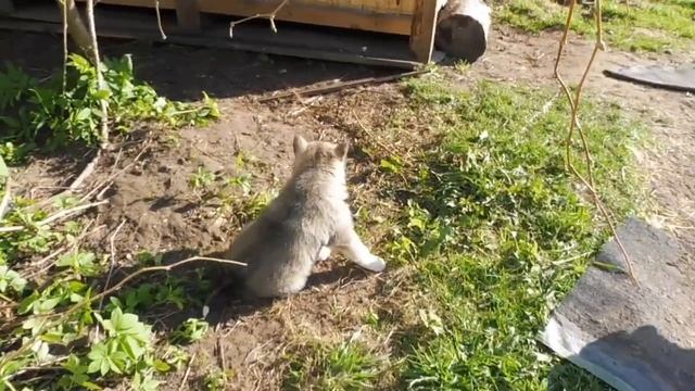 ПРОДАЮ щенков ЗСЛ 21/05/2022 года ЩЕНКИ от РАБОЧИХ родителей западносибирская ЛАЙКА смотреть онлайн