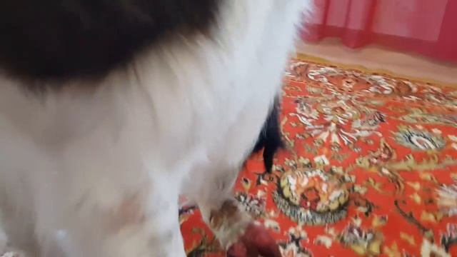 Какие я получил подарки на Новый год. Говорящая собака. Собака медведяка московская сторожевая Була смотреть онлайн