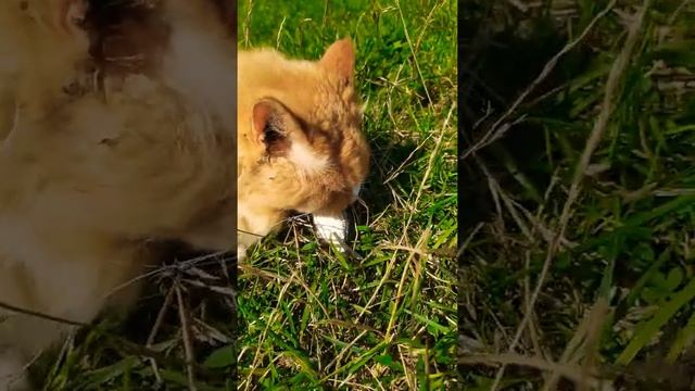 Рыжий на рыбалке :) смотреть онлайн