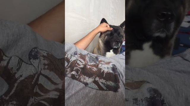 ШпиЁн\ Американская акита смотреть онлайн