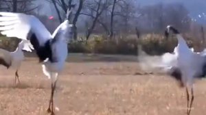 Танец журавлей в Якутии