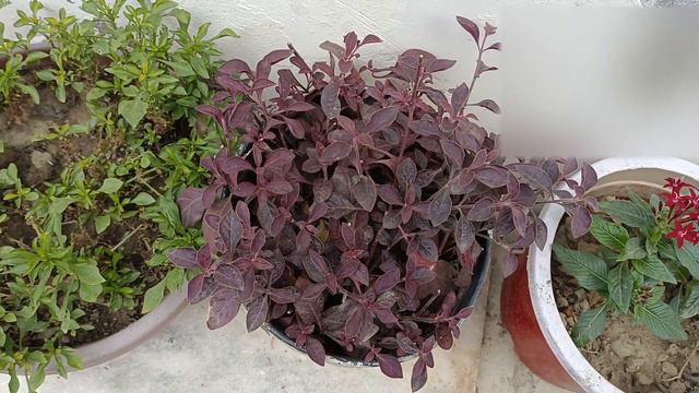 Alternanthera Red Plant Short/Garden Short/Short Video смотреть онлайн