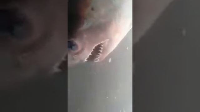 Речное чудовище в енисее рыбаки выловили Акулу г.Красноярск / Yenisey fishermen caught Shark смотреть онлайн