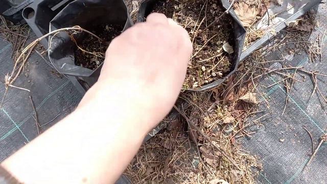 Работаю с клематисами.