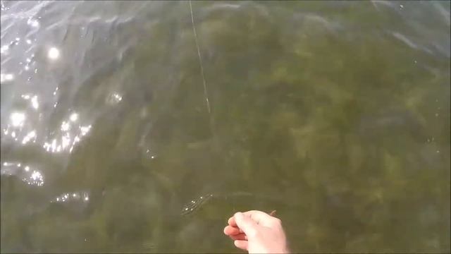 How to rig a Gulp shrimp смотреть онлайн