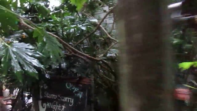 Growing Fatsia japonica смотреть онлайн