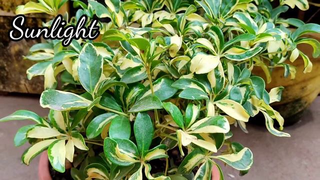 schefflera (ornamental) plant care tips ## How to grow & care schefflera/umbrella plant смотреть онлайн