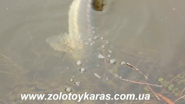 Признак качества. Обзор: воблеры Pontoon 21 Tantalisa, Pontoon 21 Pacer