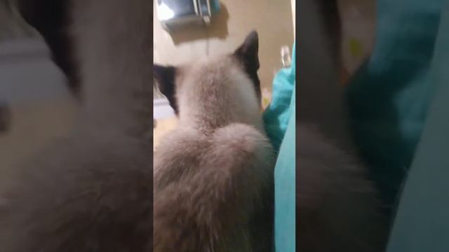 Когда животные собачки и кошки в вместе с хозяевыми и за них надо держать! смотреть онлайн
