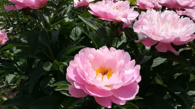 Пион, который вызывает восторг и восхищение!