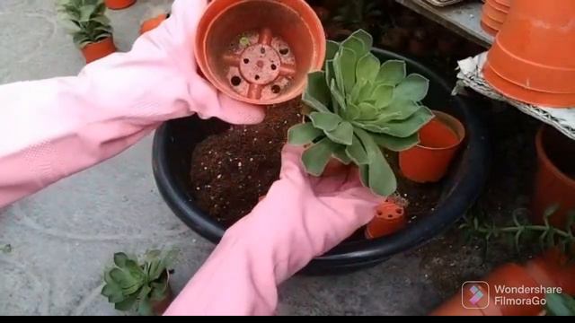 Cara membiakkan aounium смотреть онлайн