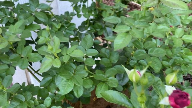 Rose - Twilight Zone смотреть онлайн