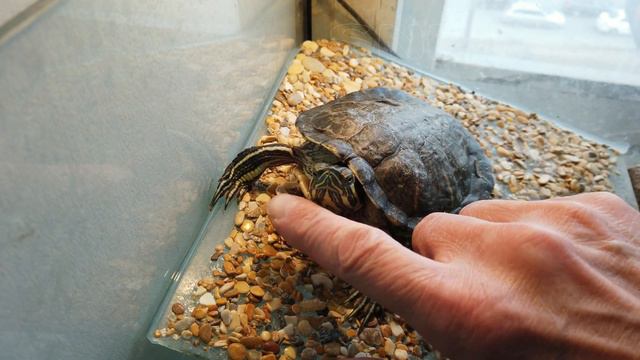 Мой питомец Пашка любит ласку (4K) смотреть онлайн