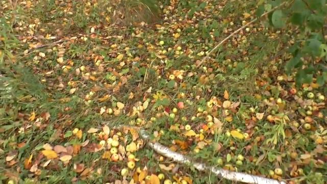 Залил новую прошивку, поехал на коп, что то пошло не так ? смотреть онлайн