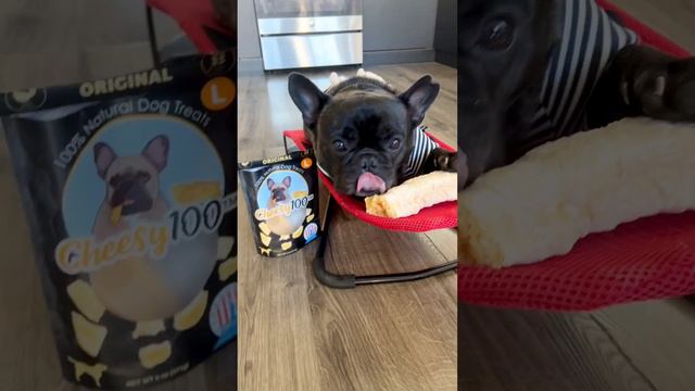 Frenchie reviews Cheesy100 treats смотреть онлайн