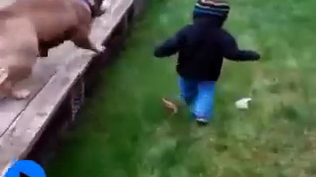 ШОК!!!Атака животных! смотреть онлайн