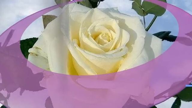 ПОЗДРАВЛЯЮ С ДНЁМ РОЖДЕНИЯ!!! смотреть онлайн