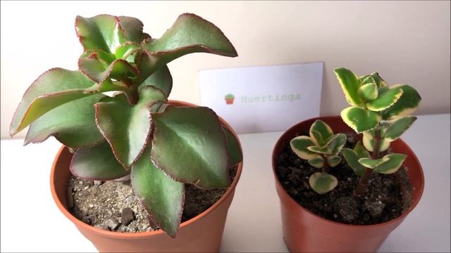 CRASSULA SARMENTOSA ? | Variegata Y Común |  | Tips De Cuidados Y Reproducción