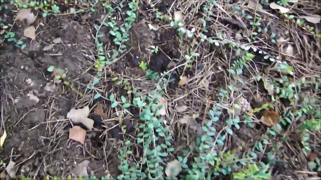 Томаты. Острый перец. Лук Порей. Земляника Монтерей. Клюква. Баклажаны. Обзор посадок 5 сентября. смотреть онлайн