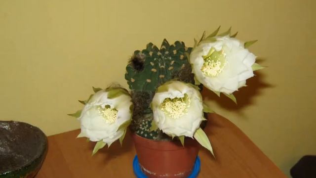 Echinopsis Subdenudata