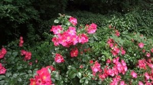 Rosa ´Stadt Rom´