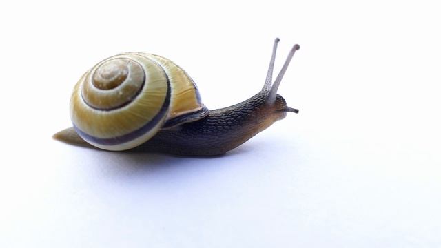 Улитка|Snail