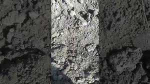 Сеялка для ручной Посадки Моркови других Семян