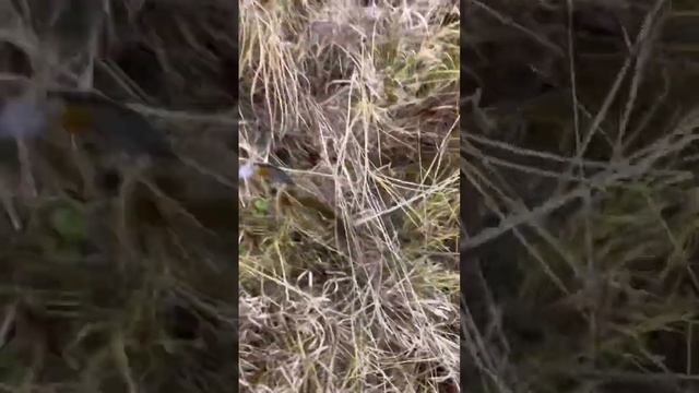 Осенняя рыбалка на щуку клев