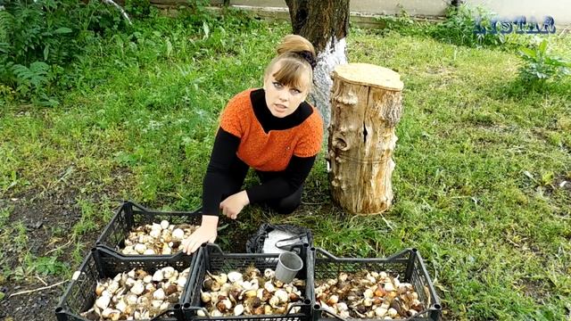 Как хранить луковицы тюльпанов. Тюльпаны уход выращивание посадка вредители болезни. смотреть онлайн