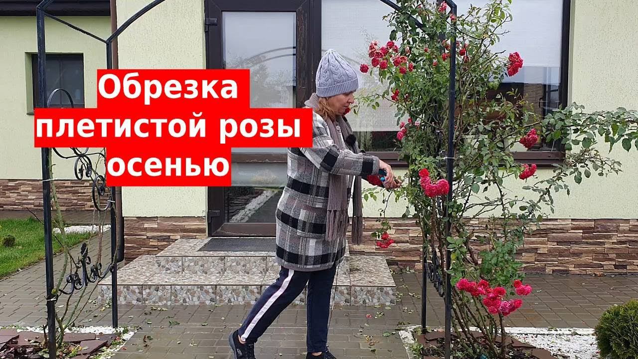 Обрезка плетистой розы осенью. Уход за плетистой розой перед зимой смотреть онлайн