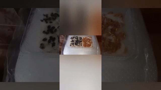 Замачивание семян арбузов и дыни смотреть онлайн