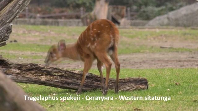 Tragelaphus spekeii – Ситатунга - Western sitatunga смотреть онлайн